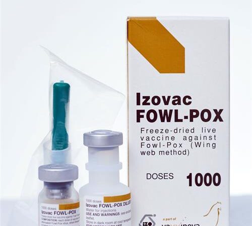 واکسن زنده تخفیف حدت یافته آبله طیورVAXXON POX1000ds