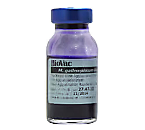 آنتی ژن مايكوپلاسما گالی سپتيكوم MG RPA Test