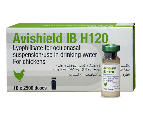 اوی شیلد IB H120