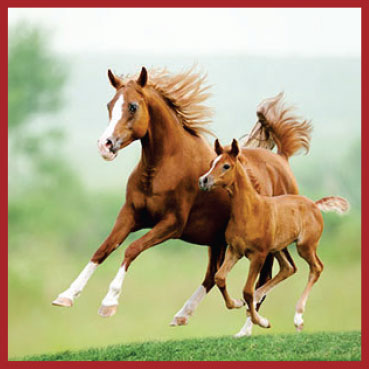 تبلیغات شما