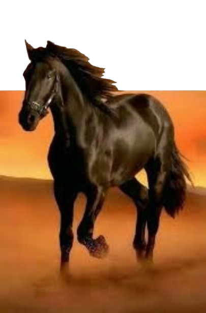 Horse removebg preview 1